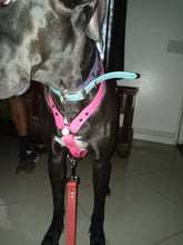 Load image into Gallery viewer, Xl dogs biothane no pull harness 1in wide strap one color