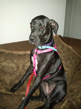 Load image into Gallery viewer, Xl dogs biothane no pull harness 1in wide strap one color
