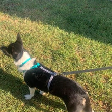 Load image into Gallery viewer, Biothane small dog no pull harness 5/8in strap
