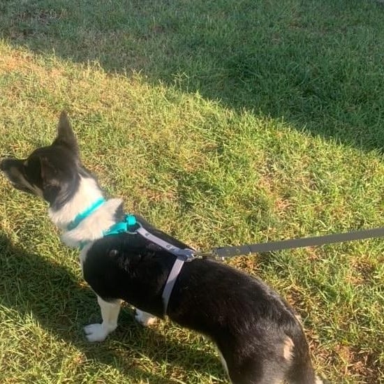 Biothane small dog no pull harness 5/8in strap